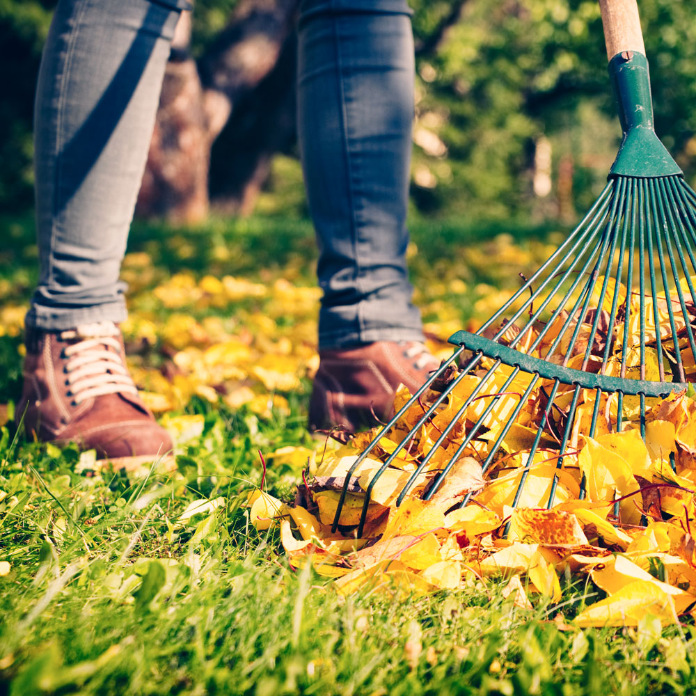 Person raking leaves in the yard in the fall #profile_high